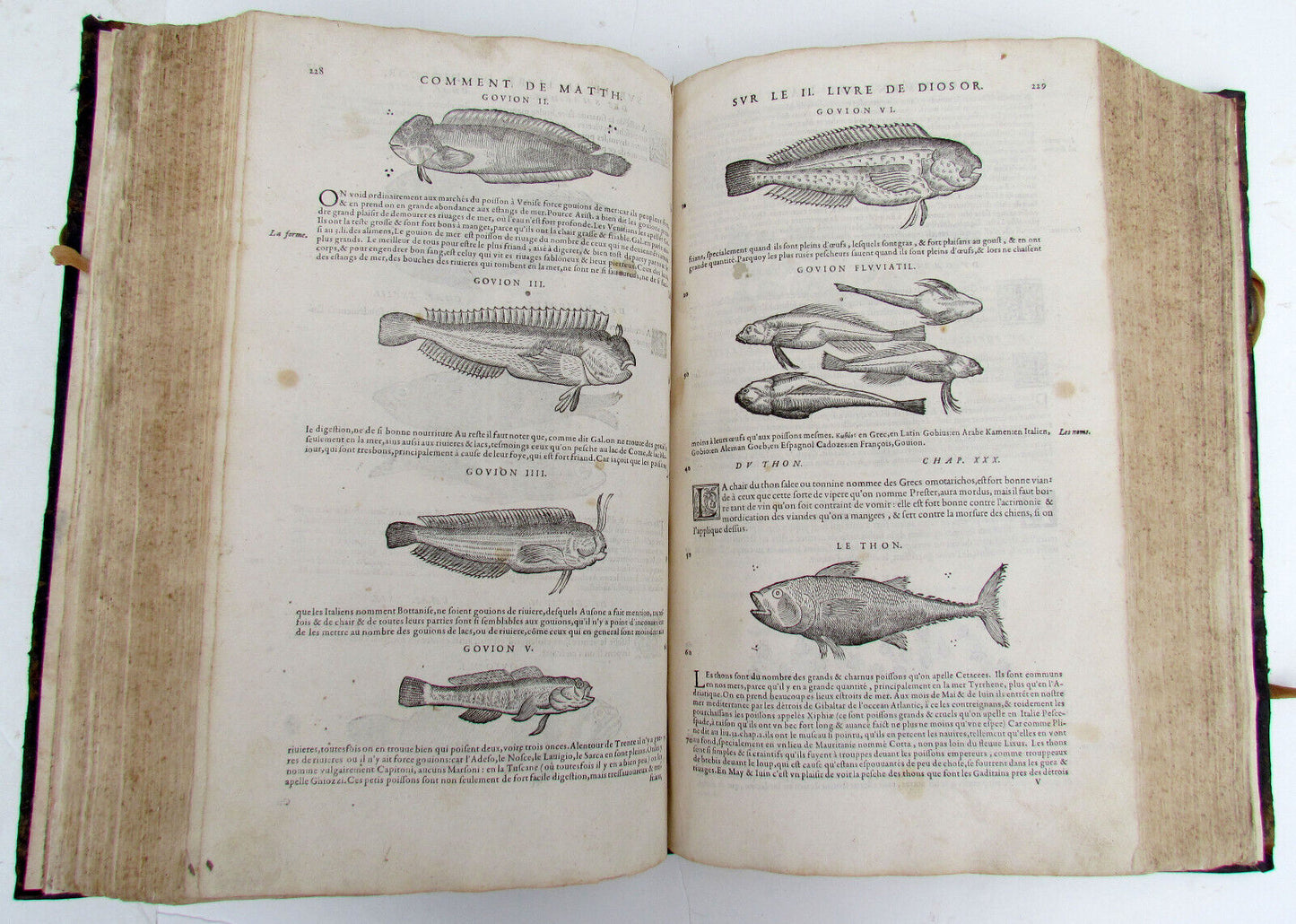 1579 MATTHIOLE COMMENTARIES ILLUSTRATED PLANTS ANIMALS antique 16th cent. FOLIO