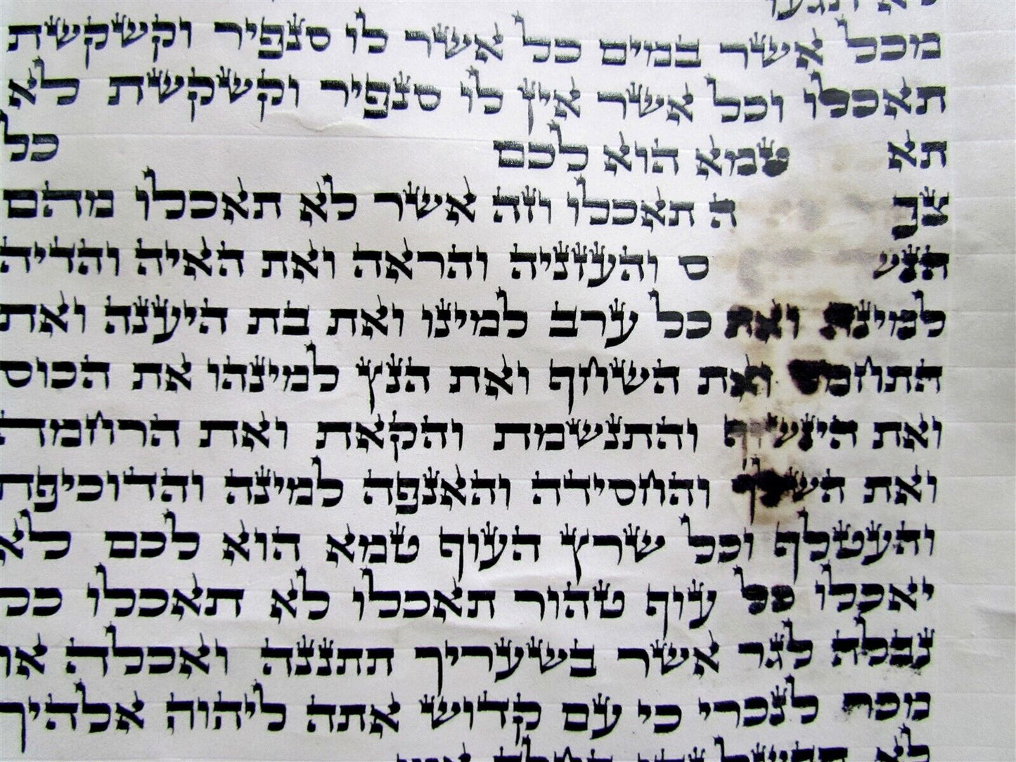 TORAH SCROLL FRAGMENT MANUSCRIPT VELLUM ANTIQUE BIBLE DEUTERONOMY 12:31-14:26