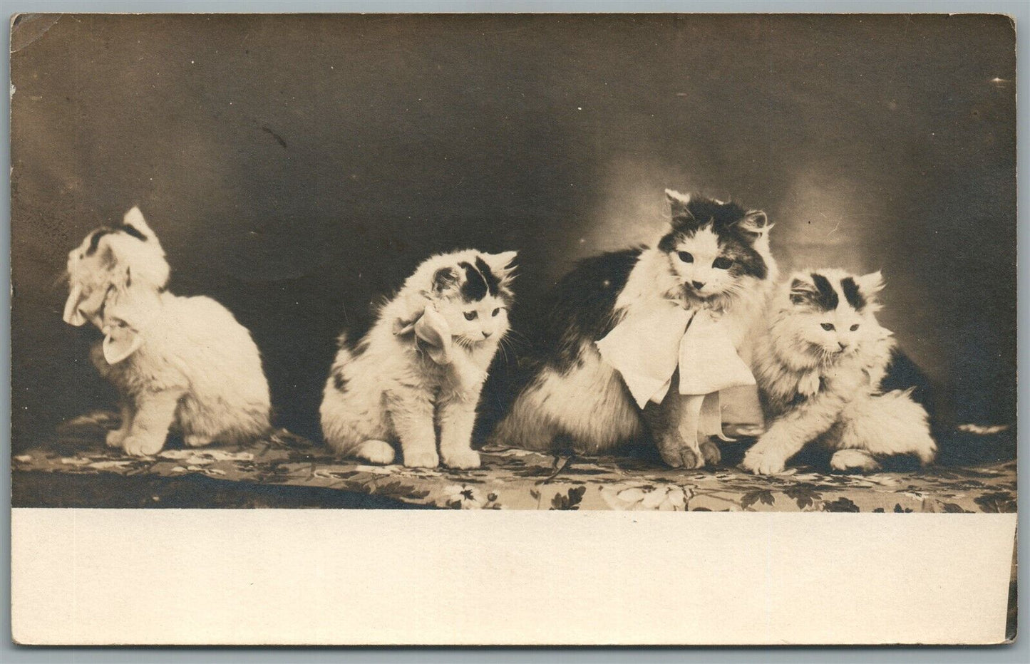 CATS GROUP ANTIQUE REAL PHOTO POSTCARD RPPC
