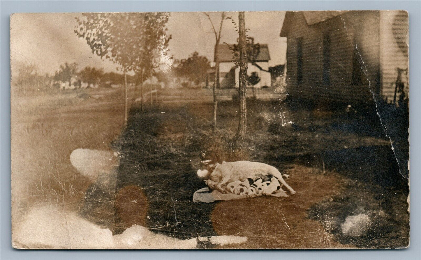 DOG FEEDING PUPPIES VILLAGE SCENE ANTIQUE REAL PHOTO POSTCARD RPPC