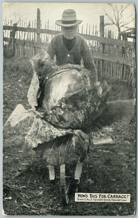 EXAGGERATED CABBAGE in WHEELBARROW ANTIQUE POSTCARD