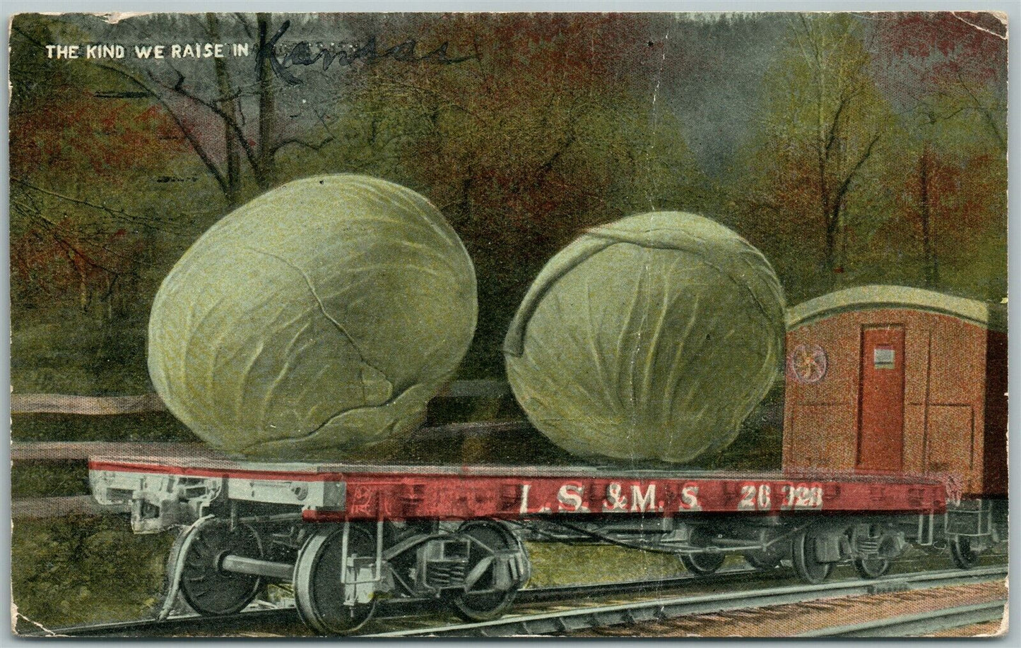 CABBAGES WE RAISE IN KANSAS EXAGGERATED 1915 ANTIQUE POSTCARD