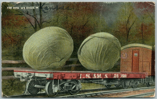 CABBAGES WE RAISE IN KANSAS EXAGGERATED 1915 ANTIQUE POSTCARD