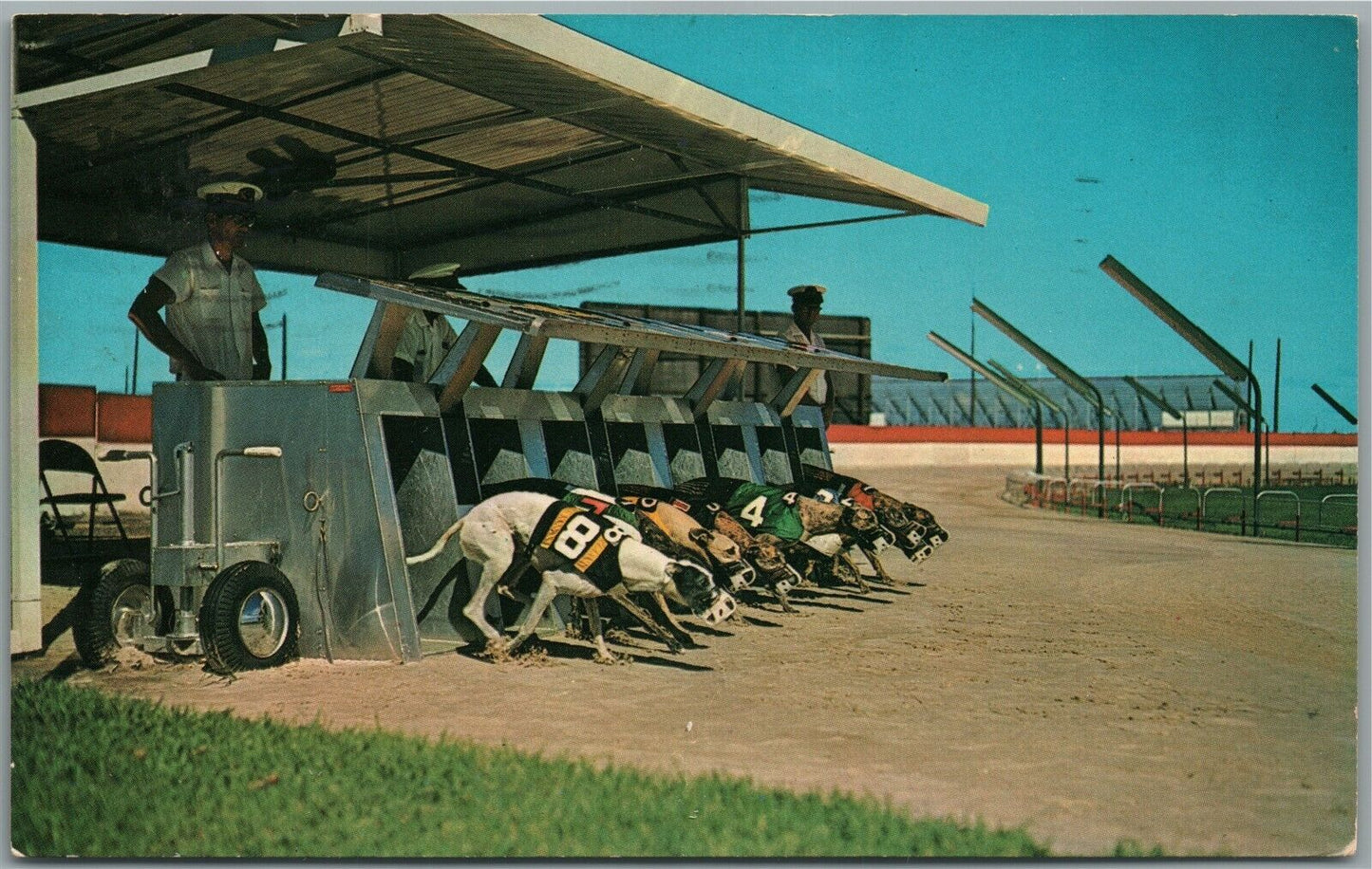 DAYTONA BEACH FL KENNEL CLUB DOG RACING VINTAGE POSTCARD