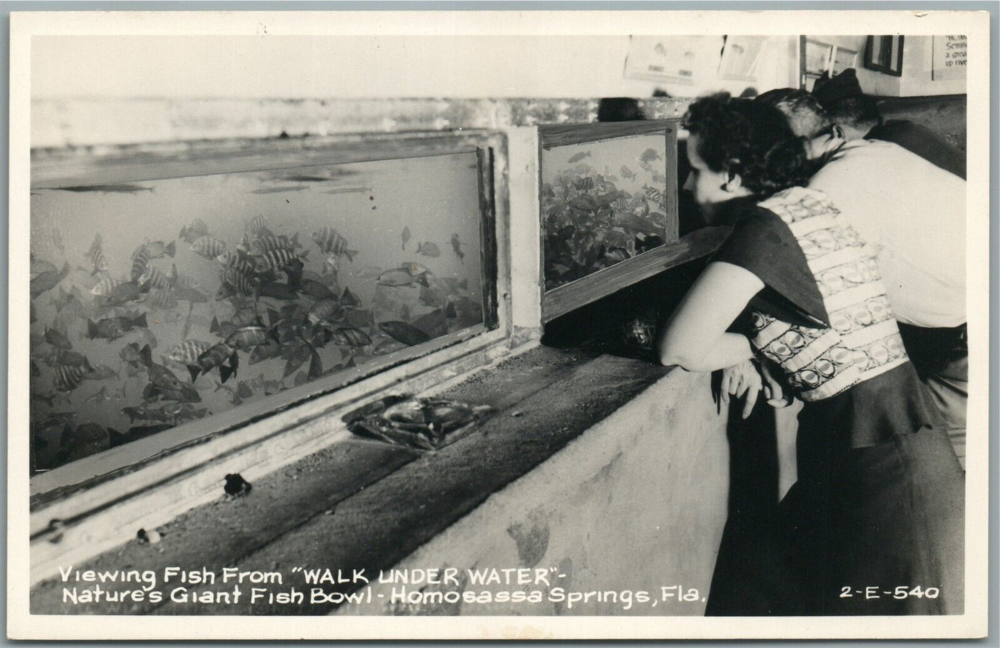 HOMOSASSA SPRINGS FL WALK UNDER WATER VINTAGE REAL PHOTO POSTCARD RPPC