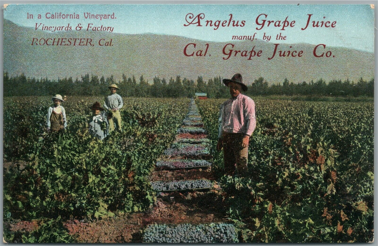 ROCHESTER CA ANGELUS GRAPE JUICE ADVERTISING ANTIQUE POSTCARD