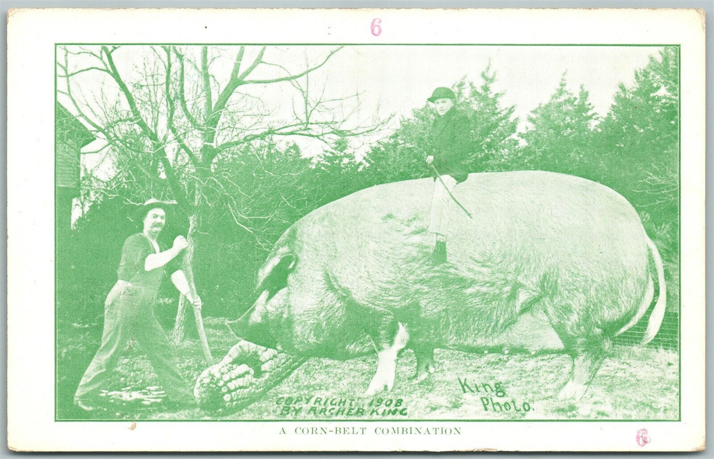 EXAGGERATED PIG CORN BELT COMBINATION ANTIQUE POSTCARD