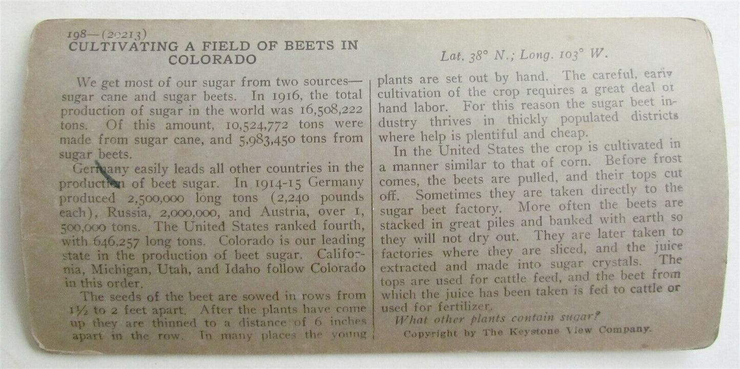 CULTIVATING FIELD of BEETS in COLORADO STEREOVIEW PHOTO antique