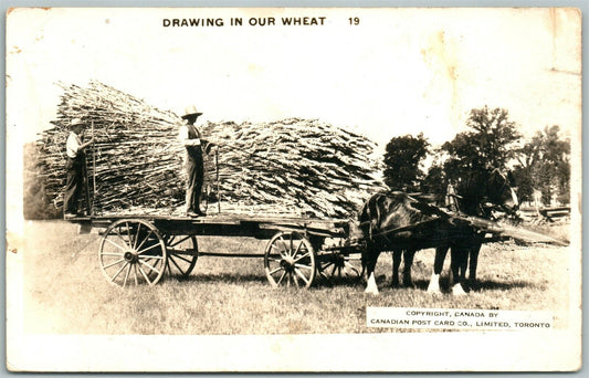 CANADA EXAGGERATED WHEAT ANTIQUE REAL PHOTO POSTCARD RPPC