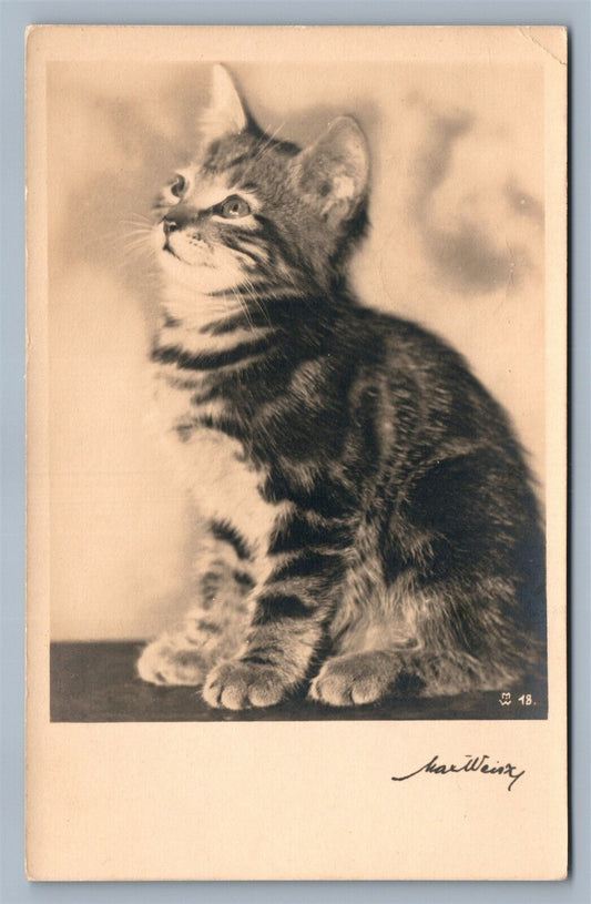 CAT PHOTOGRAPHER SIGNED VINTAGE REAL PHOTO POSTCARD RPPC