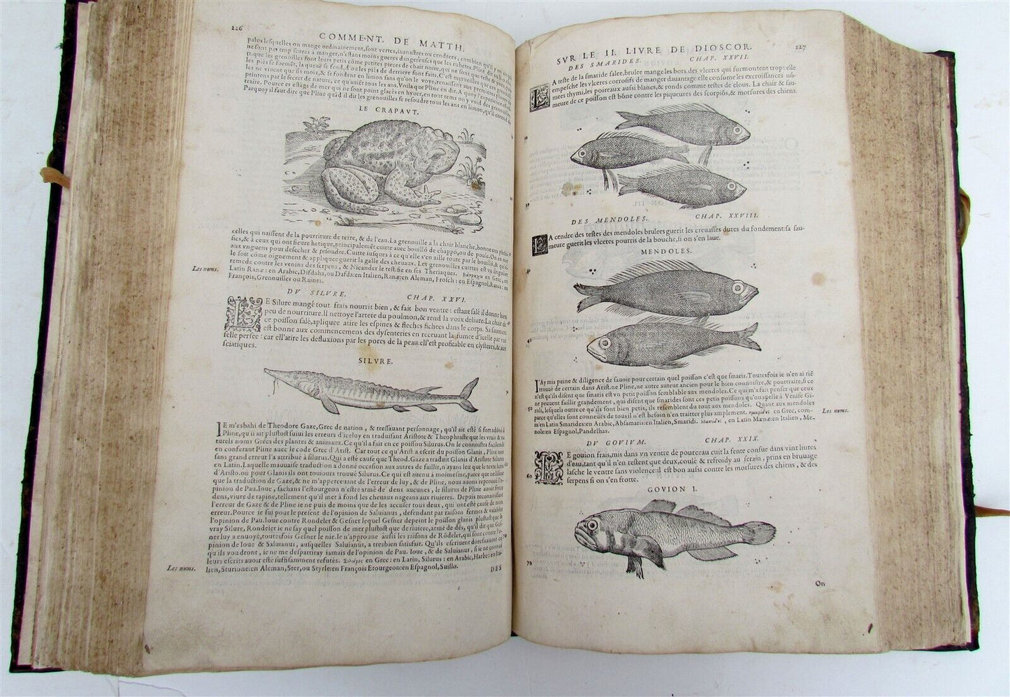 1579 MATTHIOLE COMMENTARIES ILLUSTRATED PLANTS ANIMALS antique 16th cent. FOLIO