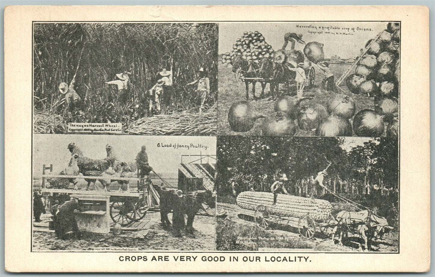 EXAGGERATED FARMING ANTIQUE POSTCARD