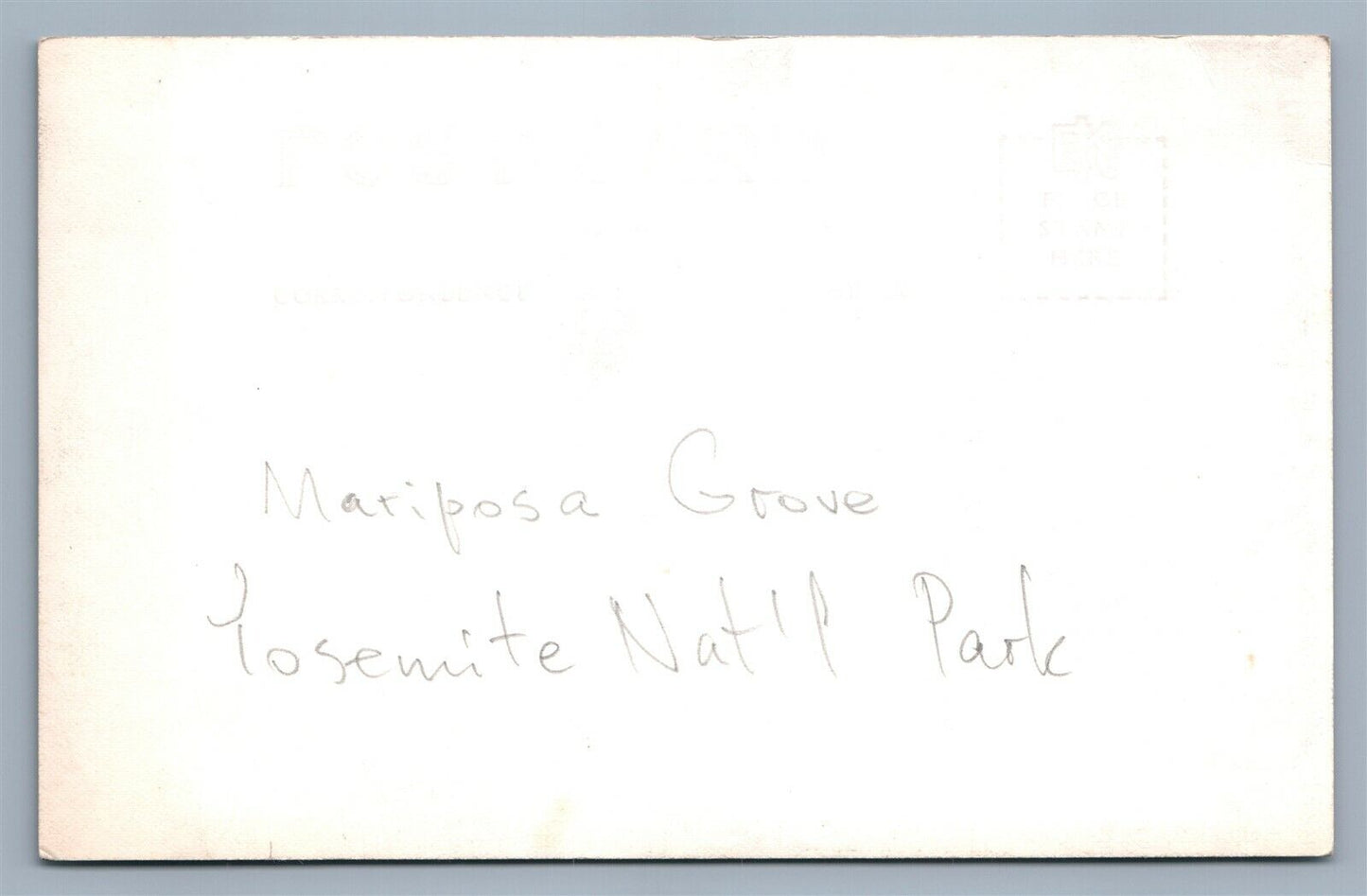 YOSEMITE NATIONAL PARK MARIPOSA GROVE CA ANTIQUE REAL PHOTO POSTCARD RPPC