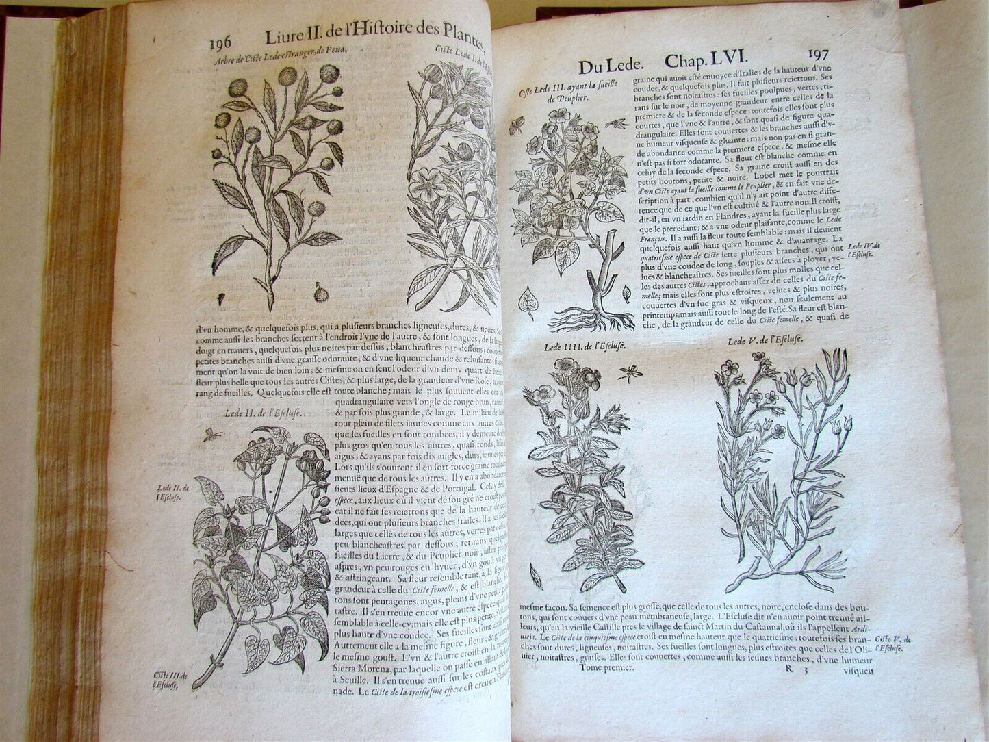 1615 HISTORY of PLANTS by Jacques DALECHAMPS ILLUSTRATED 2 FOLIO VOLUMES antique