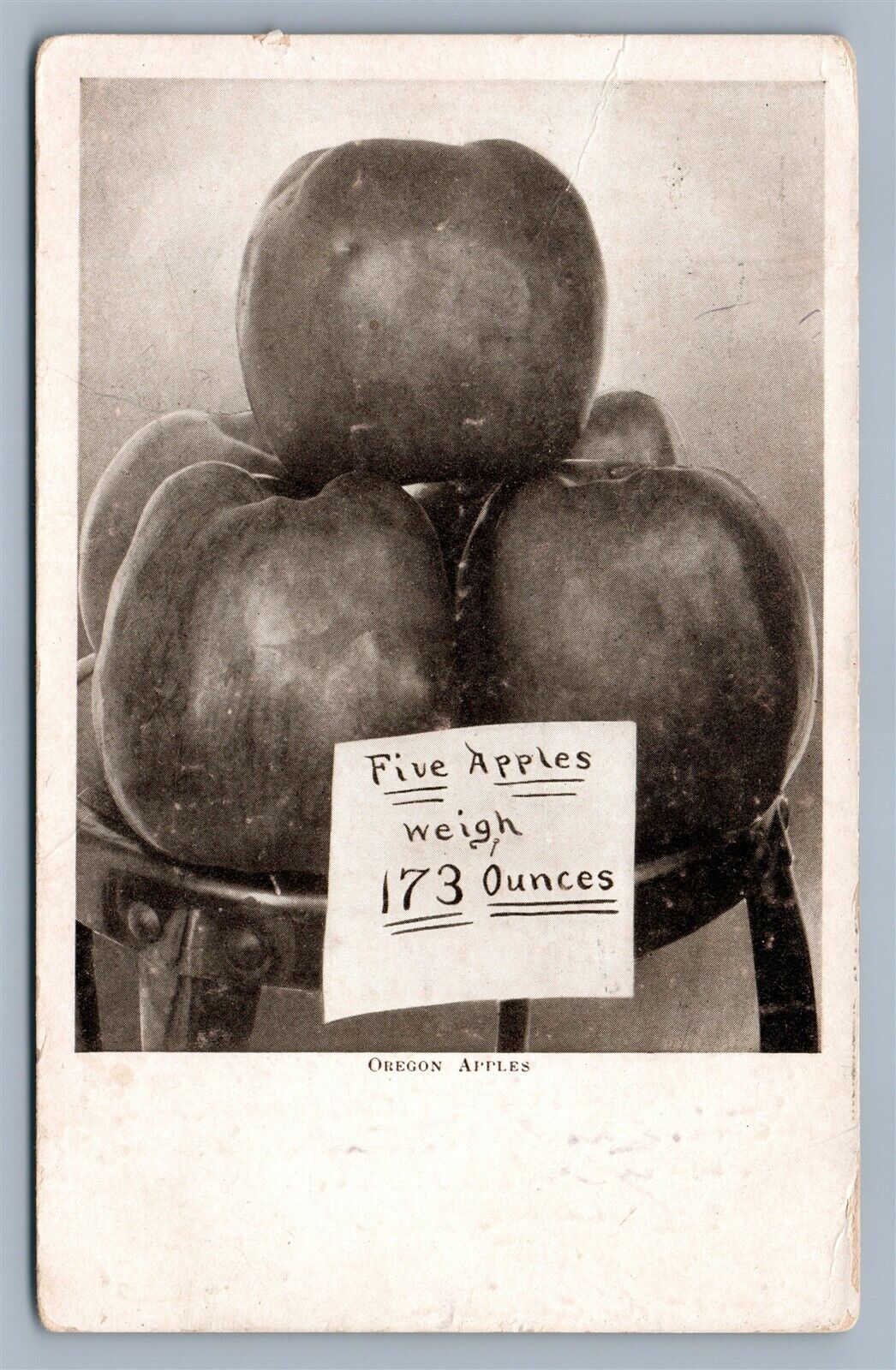 FIVE OREGON APPLES WEIGHT 173 oz 1910 ANTIQUE POSTCARD