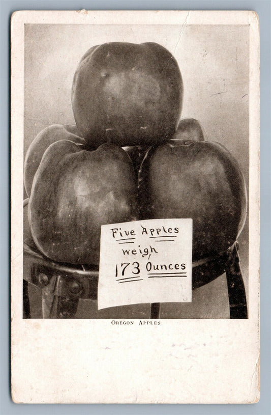 FIVE OREGON APPLES WEIGHT 173 oz 1910 ANTIQUE POSTCARD