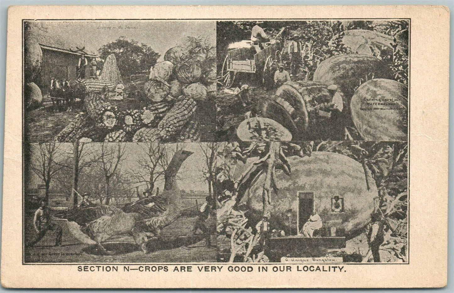 EXAGGERATED FARMING ANTIQUE 1913 POSTCARD CROPS ARE VERY GOOD in OUR LOCALITY
