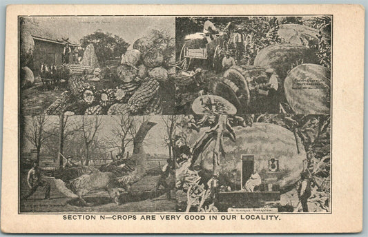 EXAGGERATED FARMING ANTIQUE 1913 POSTCARD CROPS ARE VERY GOOD in OUR LOCALITY