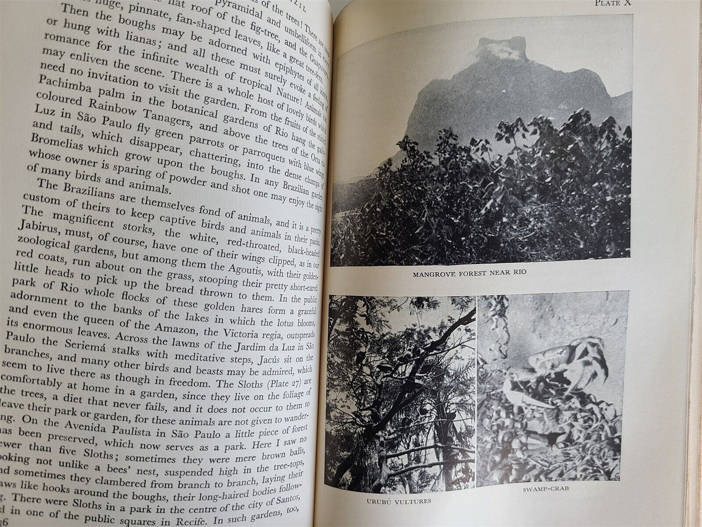 1931 A NATURALIST in BRAZIL by KONRAD GUENTHER vintage ILLUSTRATED