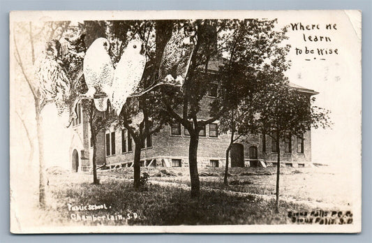 CHAMBERLAIN SD SCHOOL EXAGGERATED OWLS ANTIQUE REAL PHOTO POSTCARD RPPC montage
