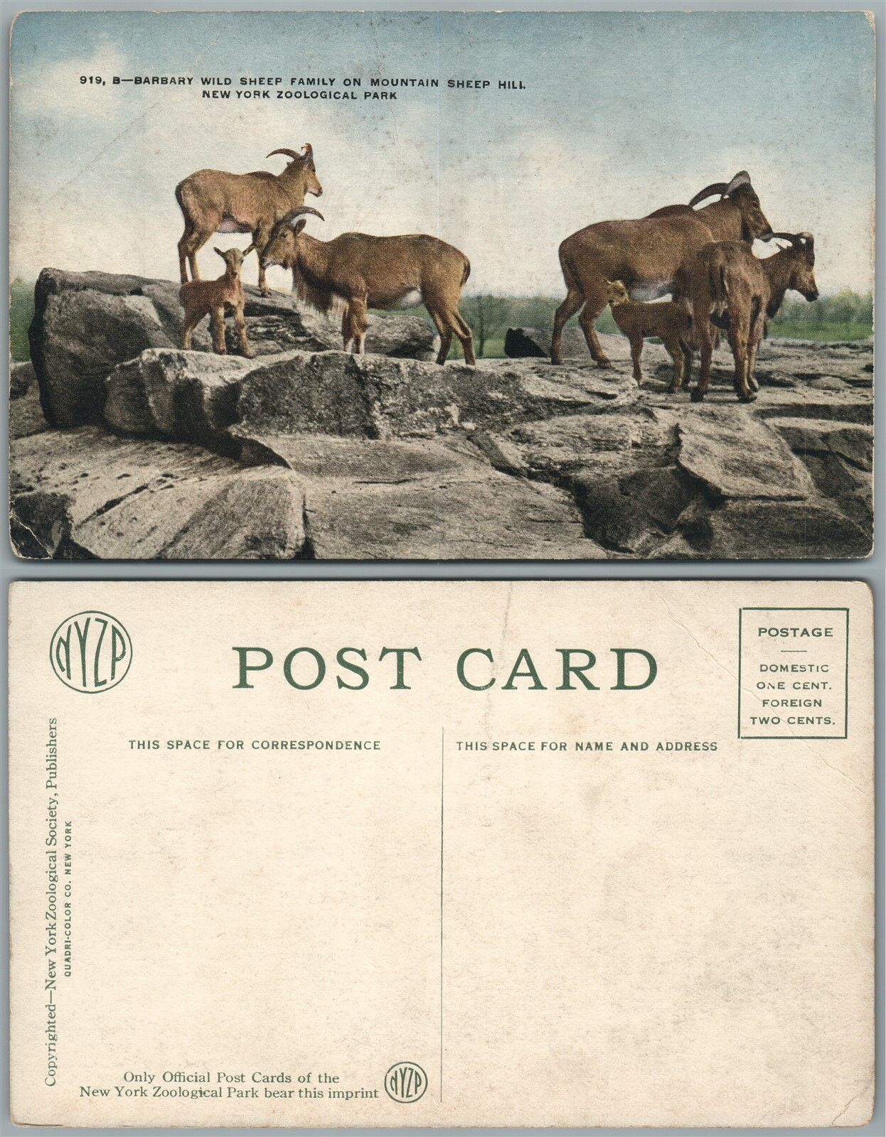NEW YORK ZOO N.Y. ANTIQUE POSTCARD BARBARY WILD SHEEP FAMILY