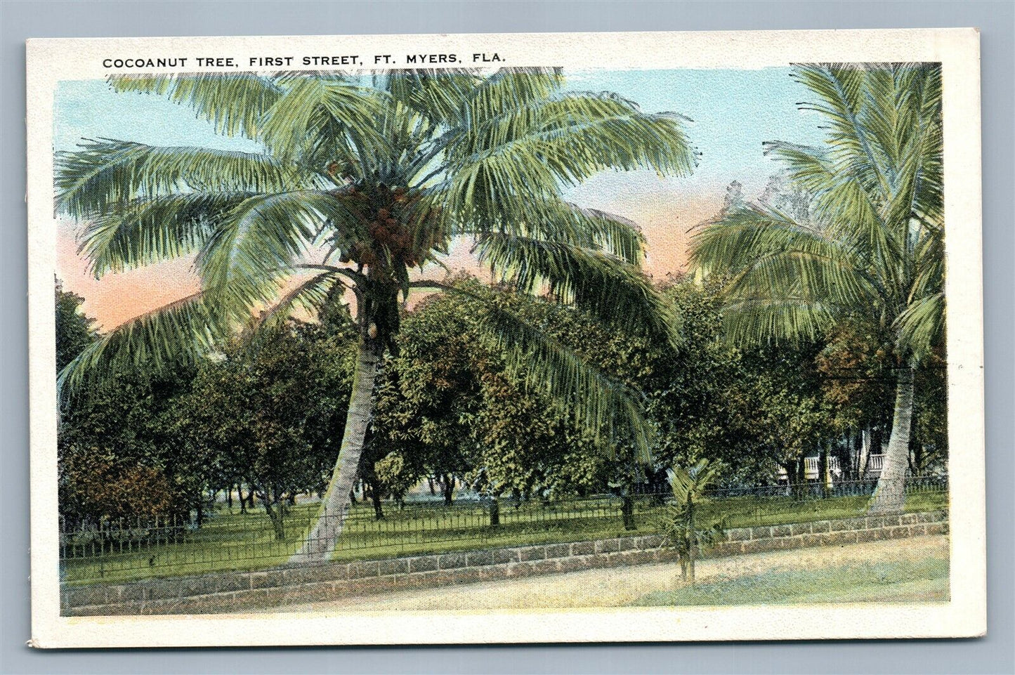 FT.MEYERS FL COCOANUT TREE FIRST STREET ANTIQUE POSTCARD
