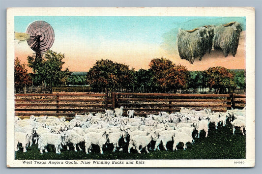 WEST TEXAS ANGORA COATS VINTAGE POSTCARD w/ CORK CANCEL