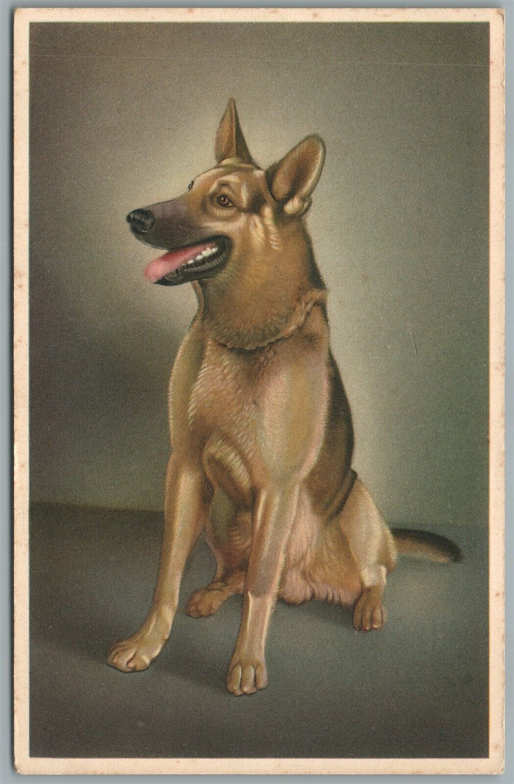 GERMAN SHEPPERD DOG ANTIQUE BELGIAN POSTCARD