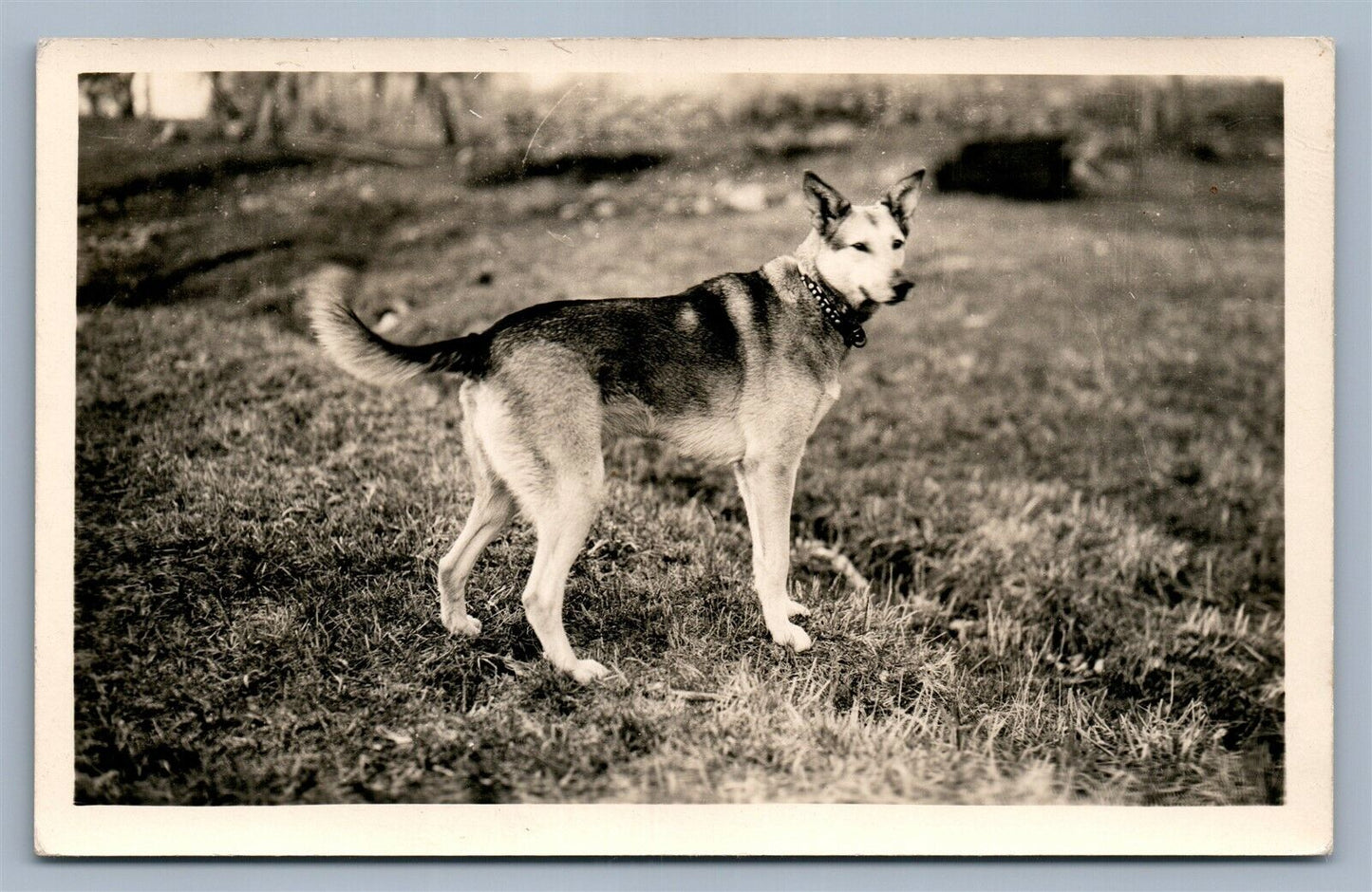 HUSKY DOG ANTIQUE REAL PHOTO POSTCARD RPPC