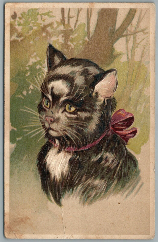 NICE CAT 1906 ANTIQUE POSTCARD