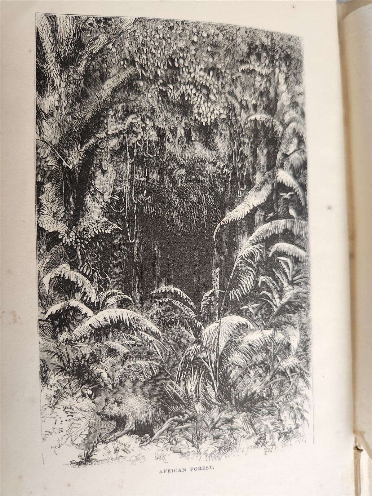 1871 MY APINGI KINGDOM LIFE in GREAT SAHARA PAUL DU CHAILLU antique ILLUSTRATED