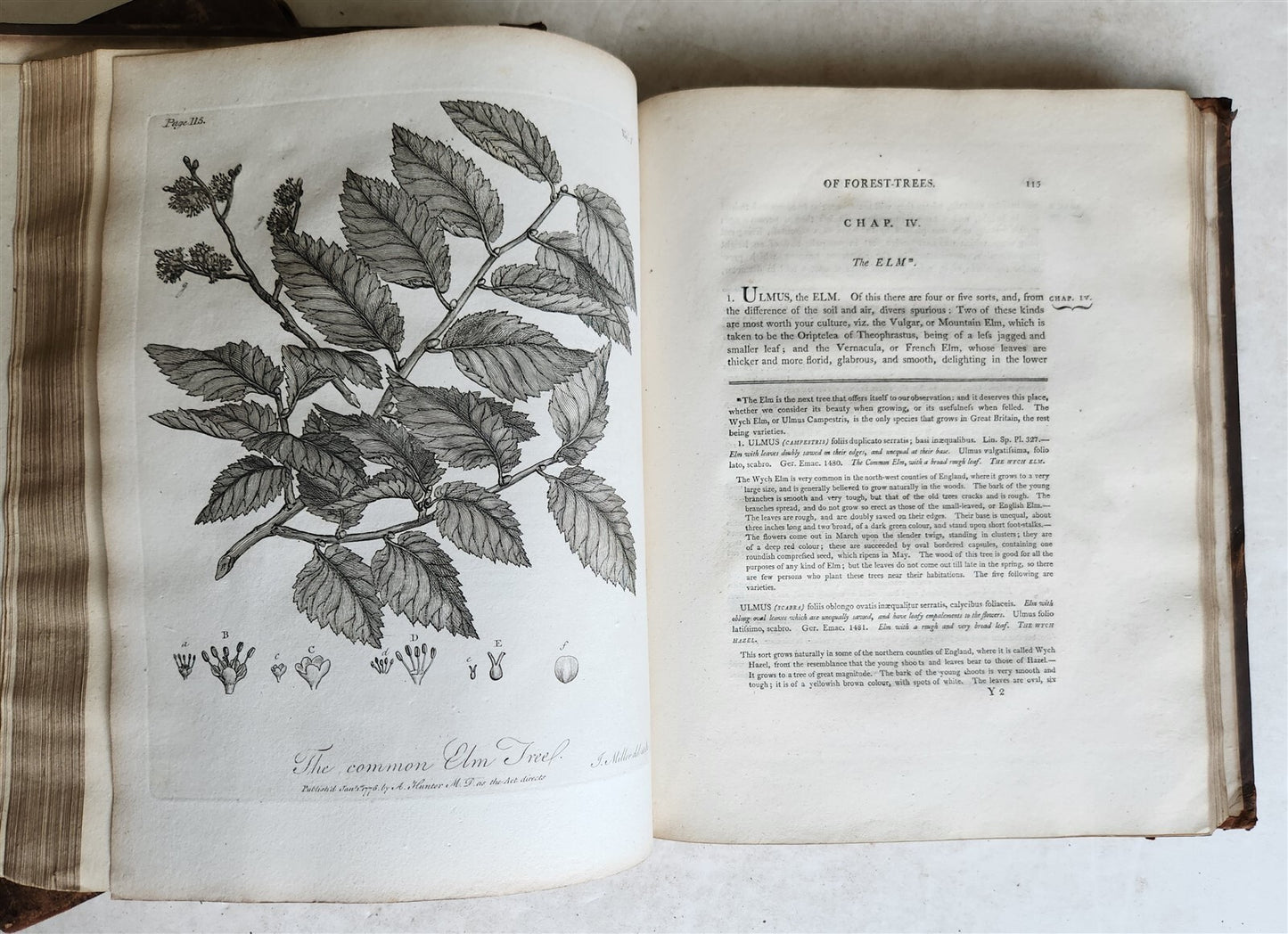 1801 SILVA: DISCOURSE OF FOREST TREES 2 VOLUMES ILLUSTRATED antique in ENGLISH
