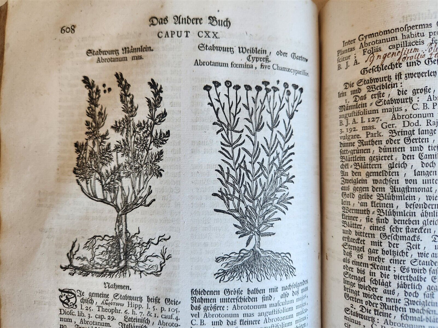 1744 THEATRUM BOTANICUM ILLUSTRATED GERMAN HERBAL antique PIGSKIN BOUND FOLIO