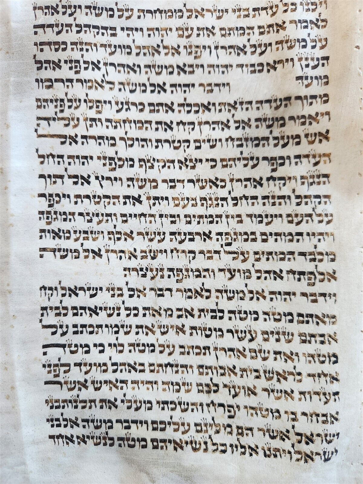 TORAH SCROLL FRAGMENT MANUSCRIPT on VELLUM antique BIBLE BOOK OF NUMBERS 21x42"