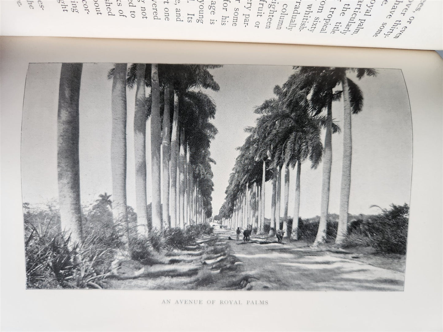 1898 COMMERCIAL CUBA by WILLIAM CLARK ILLUSTRATED SIGNED by AUTHOR ! antique