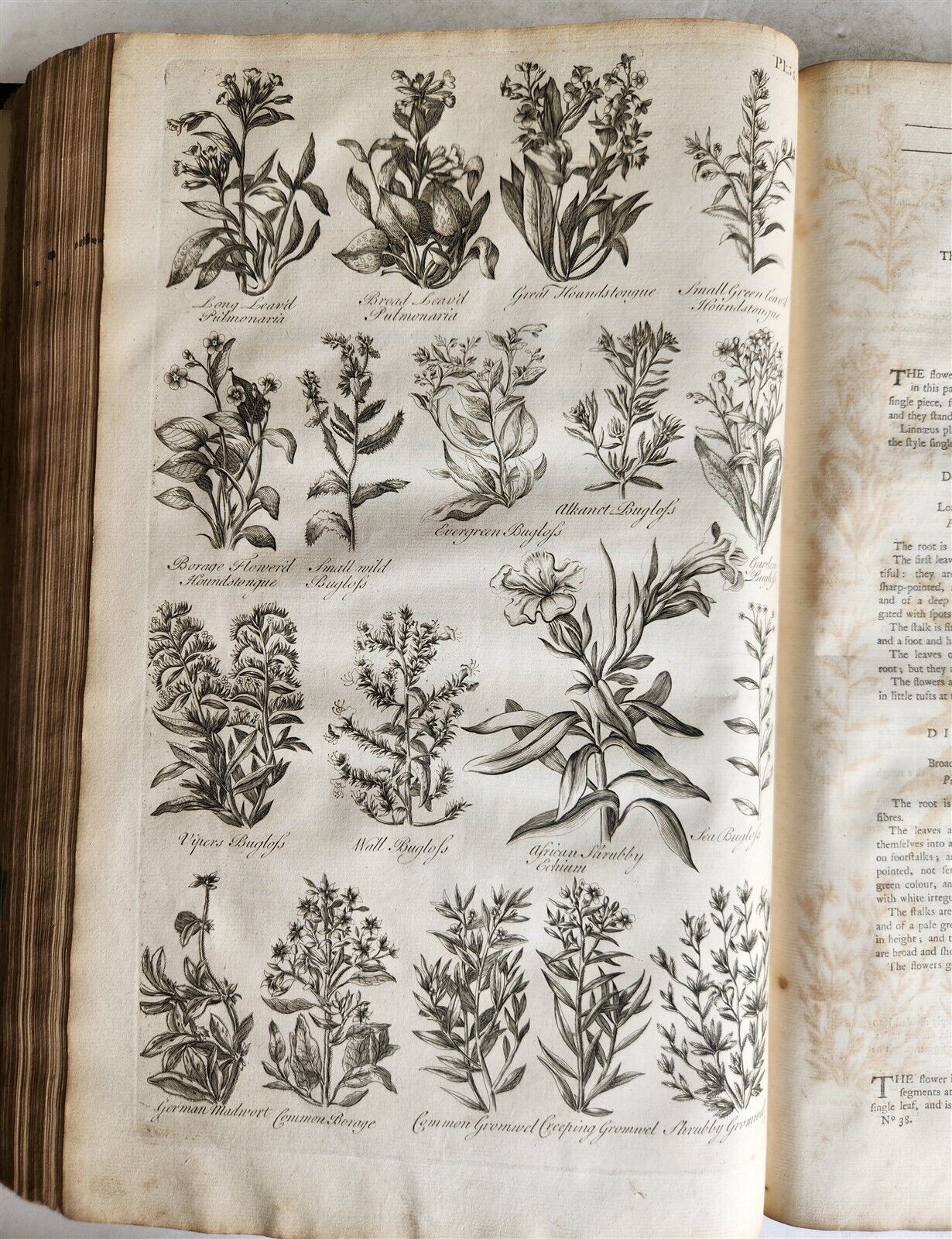 1756 BRITISH HERBAL J.HILL antique ILLUSTRATED FOLIO HISTORY OF PLANTS & TREES