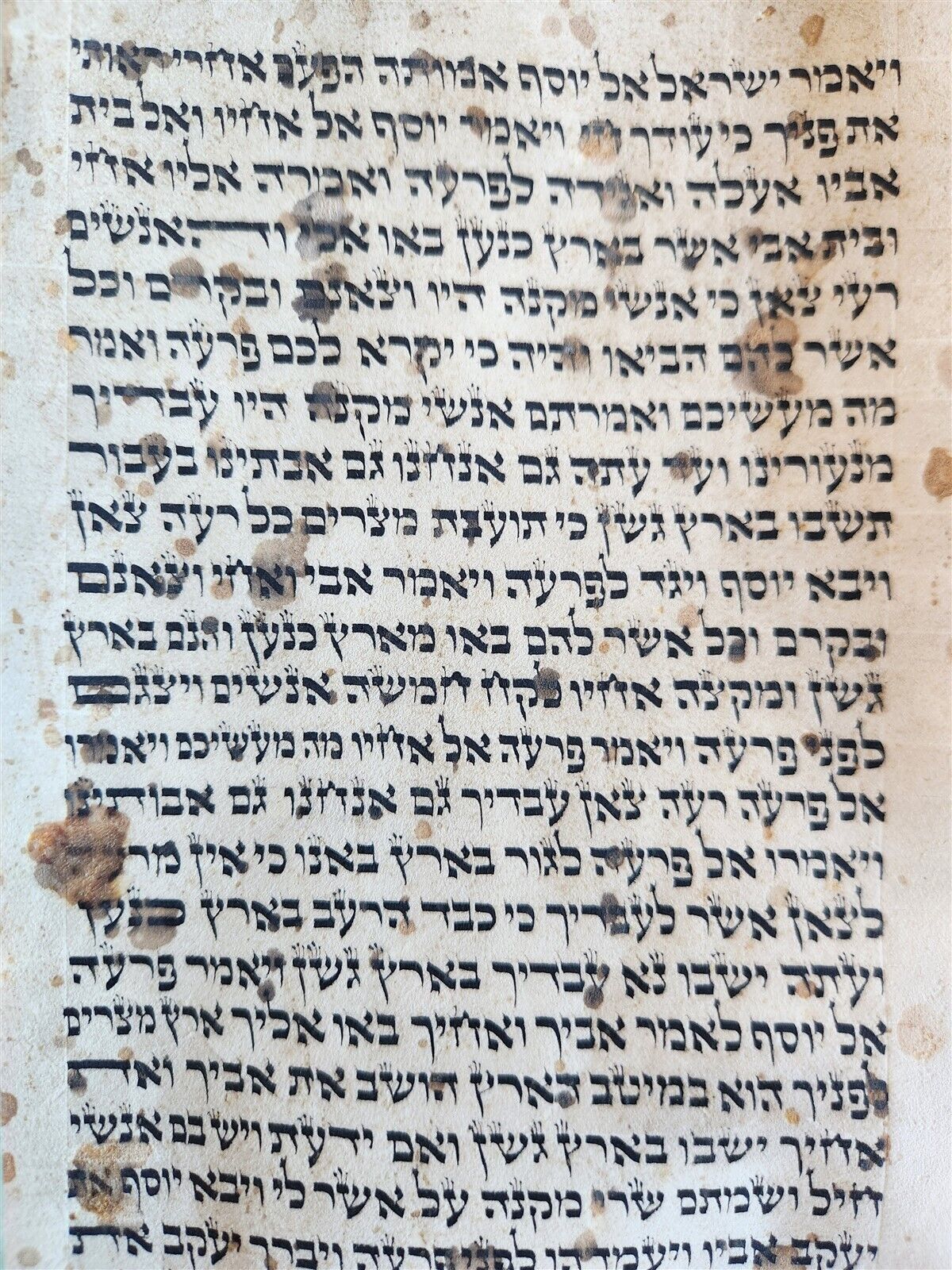 TORAH SCROLL large FRAGMENT MANUSCRIPT VELLUM antique BIBLE GENESIS 32:3-47:18
