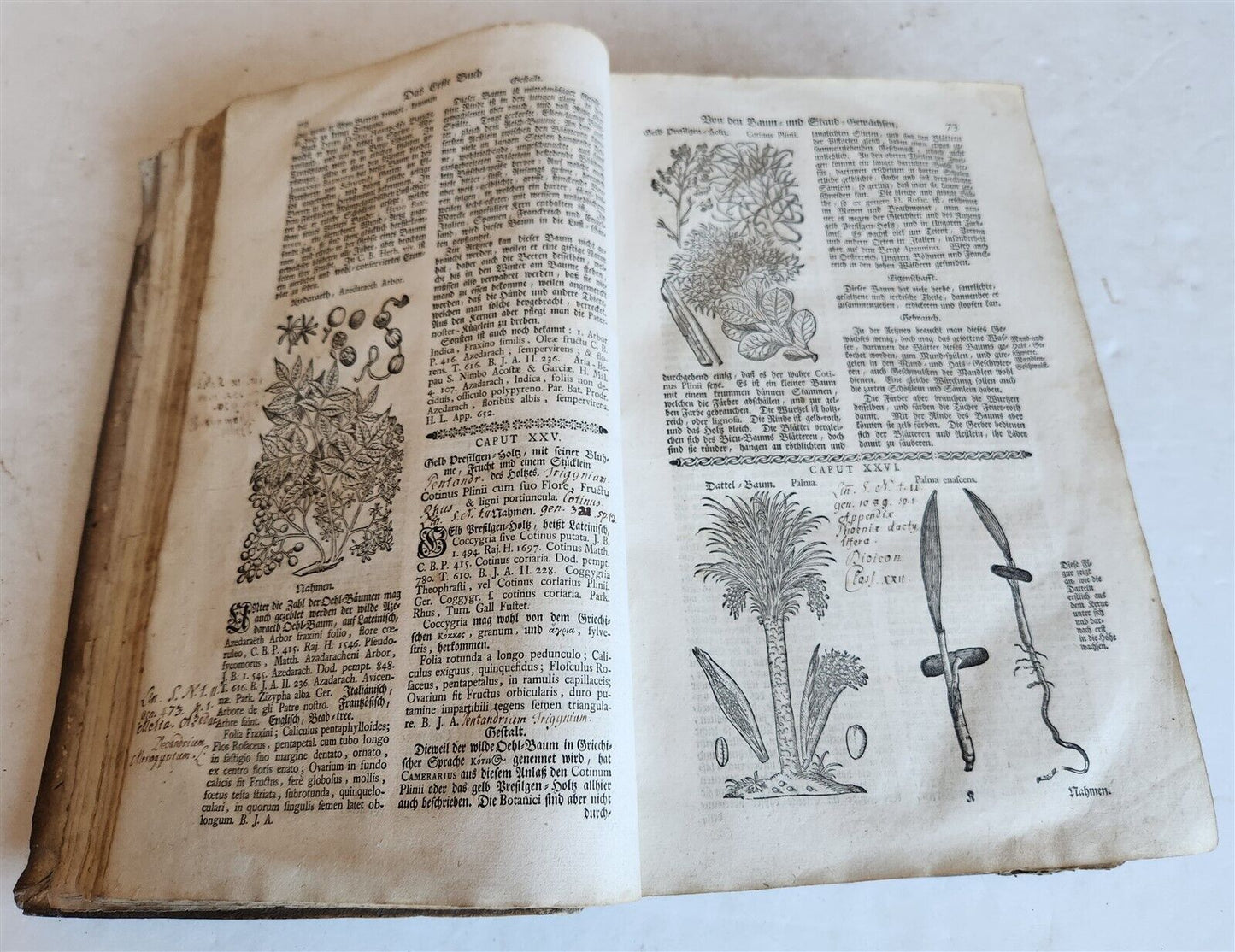 1744 THEATRUM BOTANICUM ILLUSTRATED GERMAN HERBAL antique PIGSKIN BOUND FOLIO