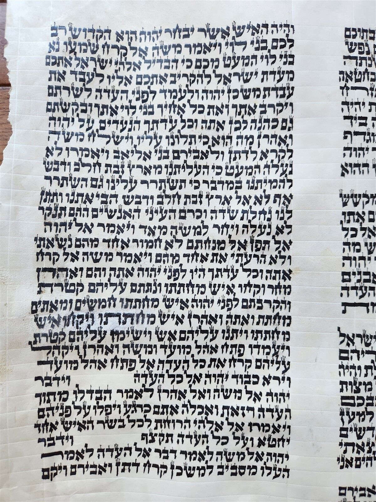 TORAH SCROLL FRAGMENT MANUSCRIPT on VELLUM antique BIBLE NUMBERS 14:45-16:25
