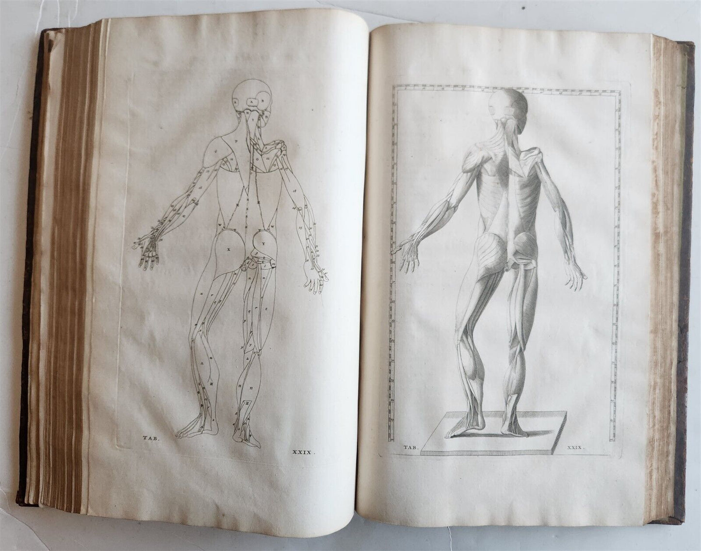 1744 ILLUSTRATED ANATOMY antique FOLIO Explicatio tabularum anatomicarum ALBINUS