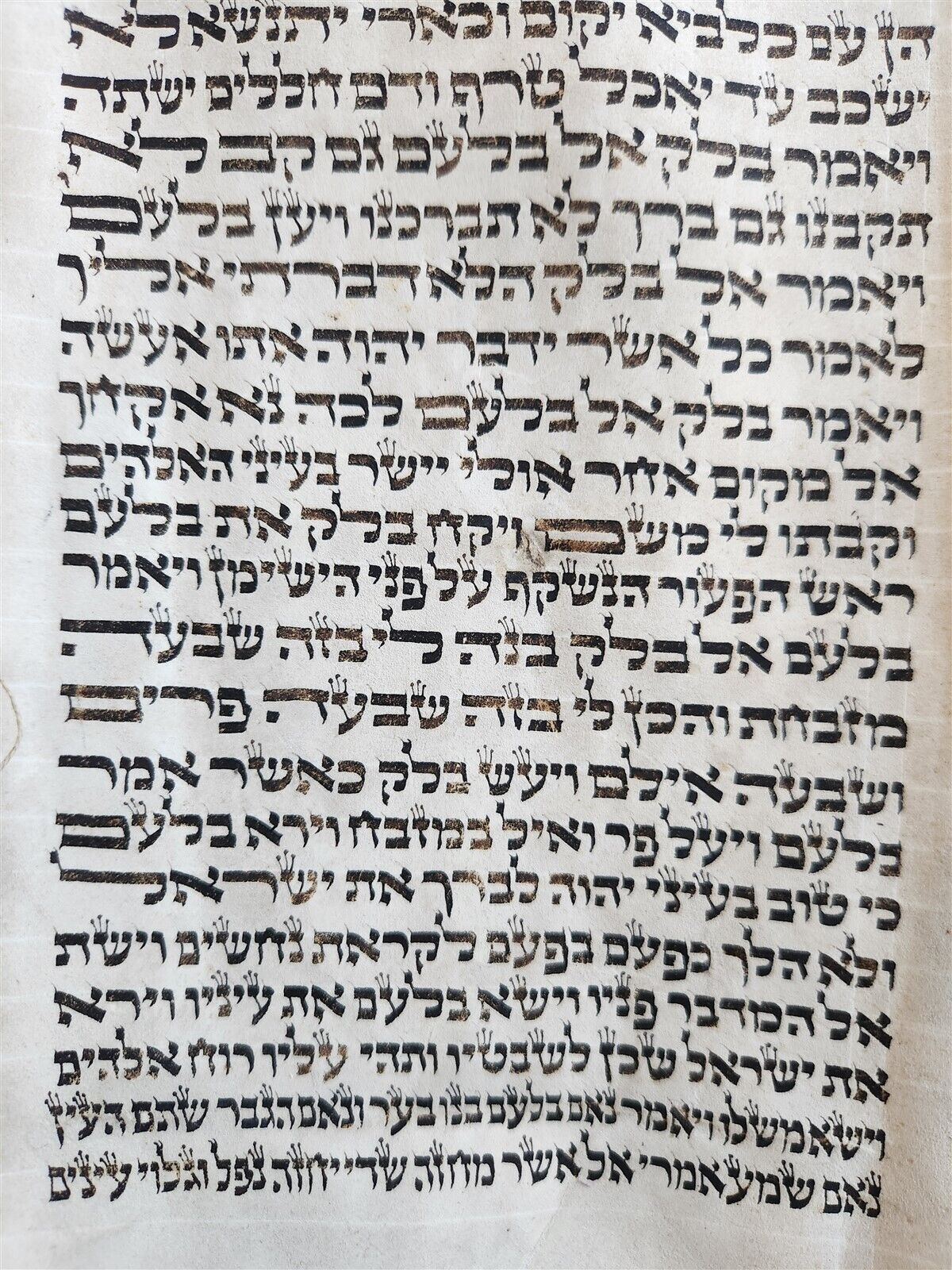 TORAH SCROLL FRAGMENT MANUSCRIPT on VELLUM antique BIBLE BOOK OF NUMBERS 21x42"