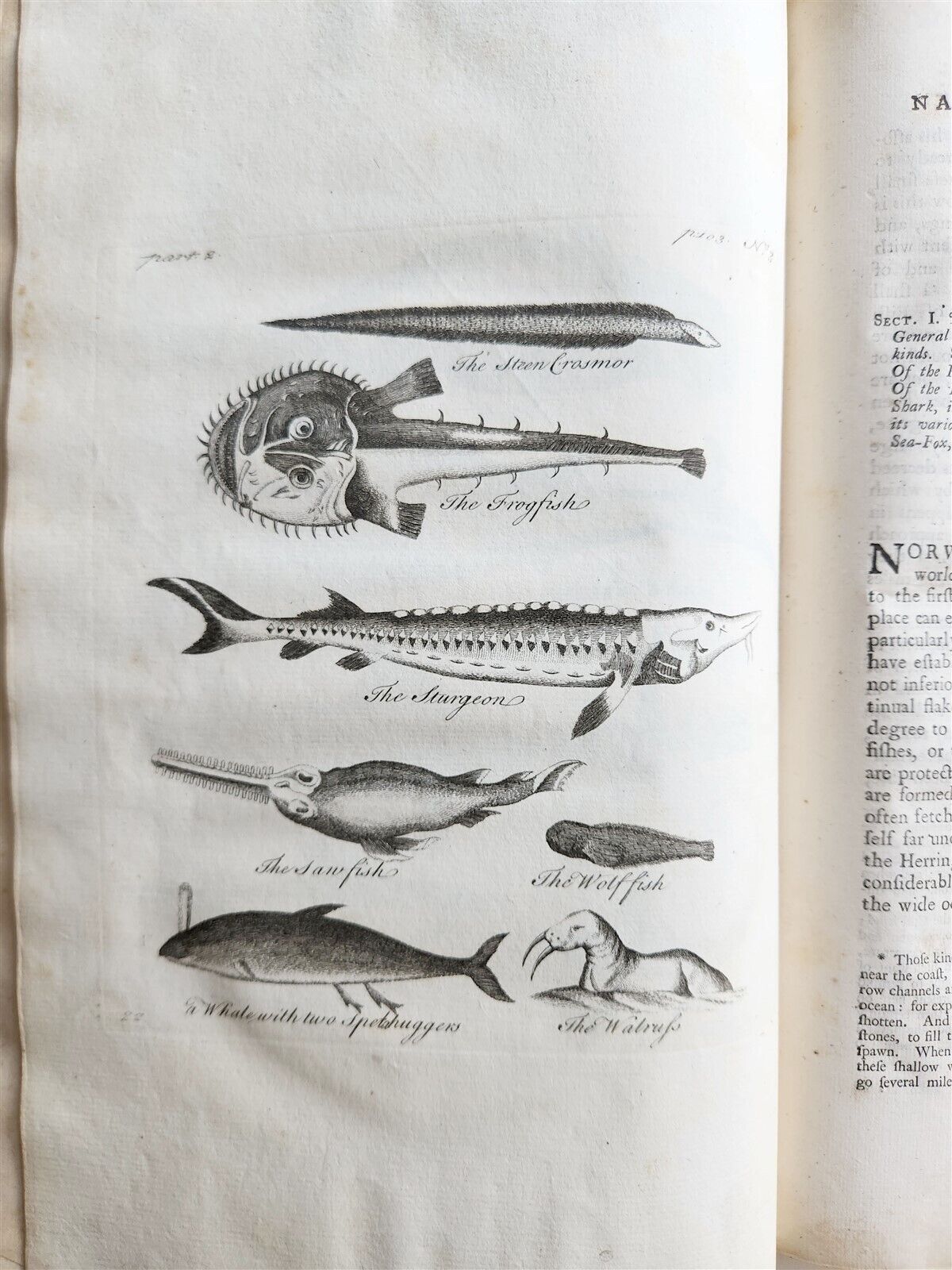 1755 NATURAL HISTORY of NORWAY ILLUSTRATED Pontoppidan antique FOLIO in ENGLISH