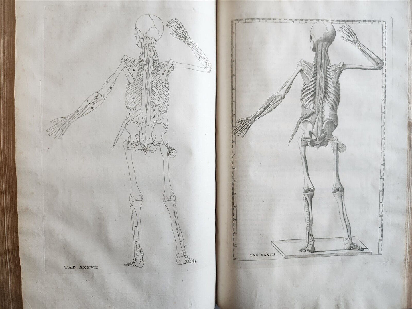 1744 ILLUSTRATED ANATOMY antique FOLIO Explicatio tabularum anatomicarum ALBINUS