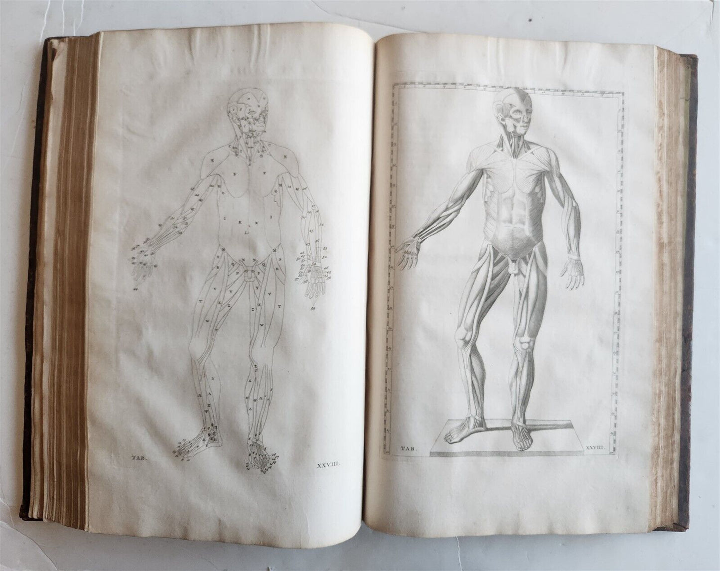 1744 ILLUSTRATED ANATOMY antique FOLIO Explicatio tabularum anatomicarum ALBINUS
