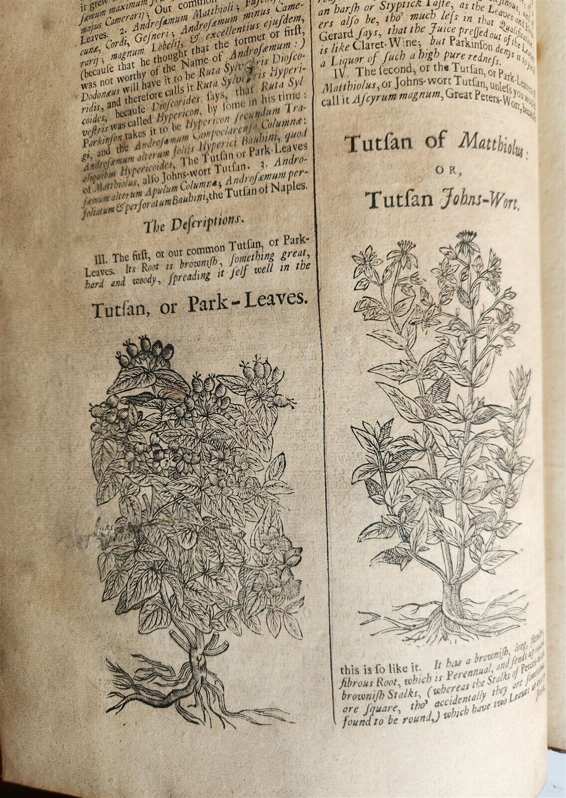 1710 BOTANOLOGIA ENGLISH HERBAL antique ILLUSTRATED MASSIVE FOLIO