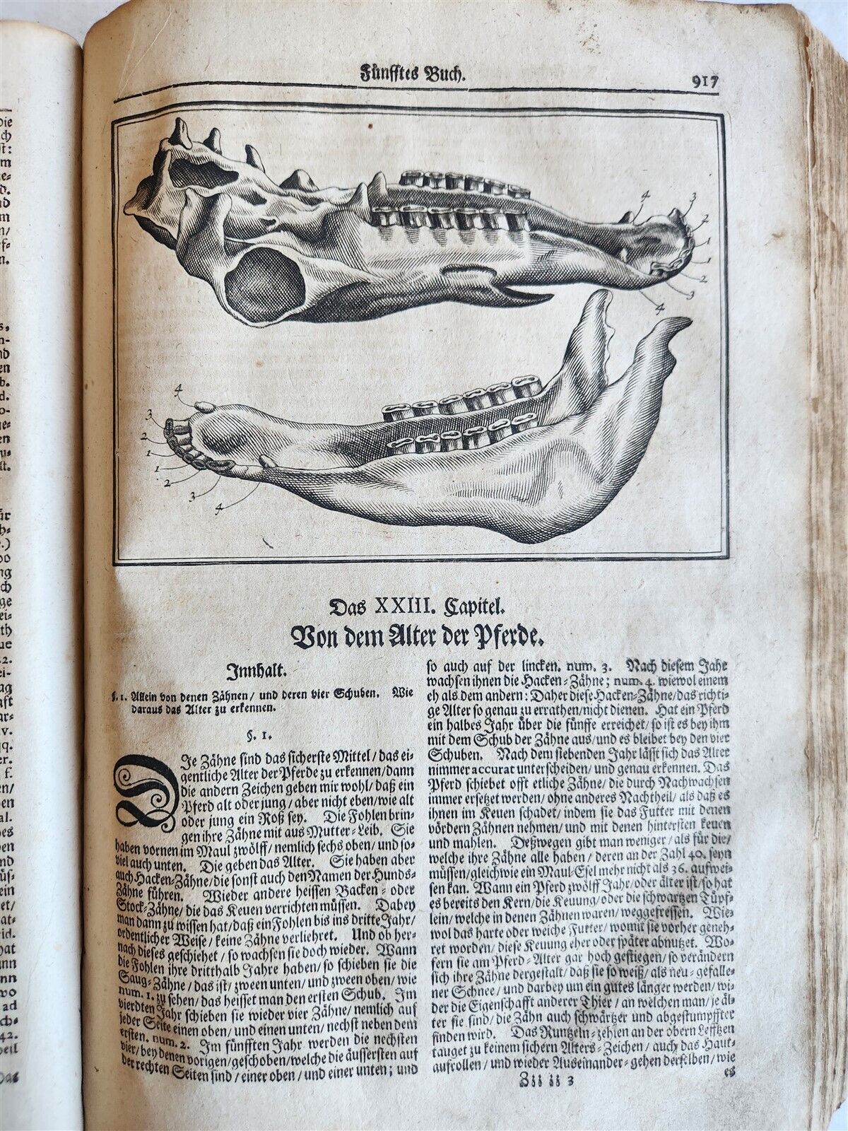 1702 Oeconomus prudens ILLUSTRATED 2 FOLIO VOLUMES antique in GERMAN