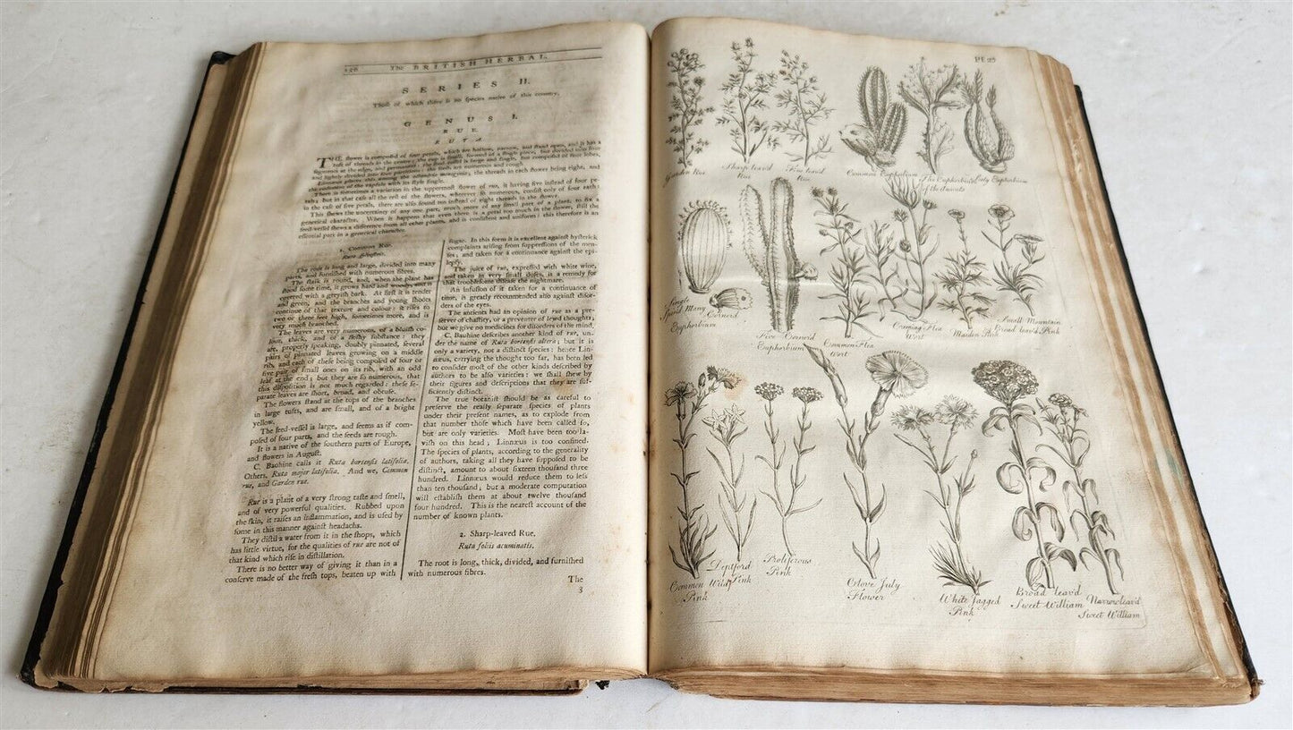 1756 BRITISH HERBAL J.HILL antique ILLUSTRATED FOLIO HISTORY OF PLANTS & TREES