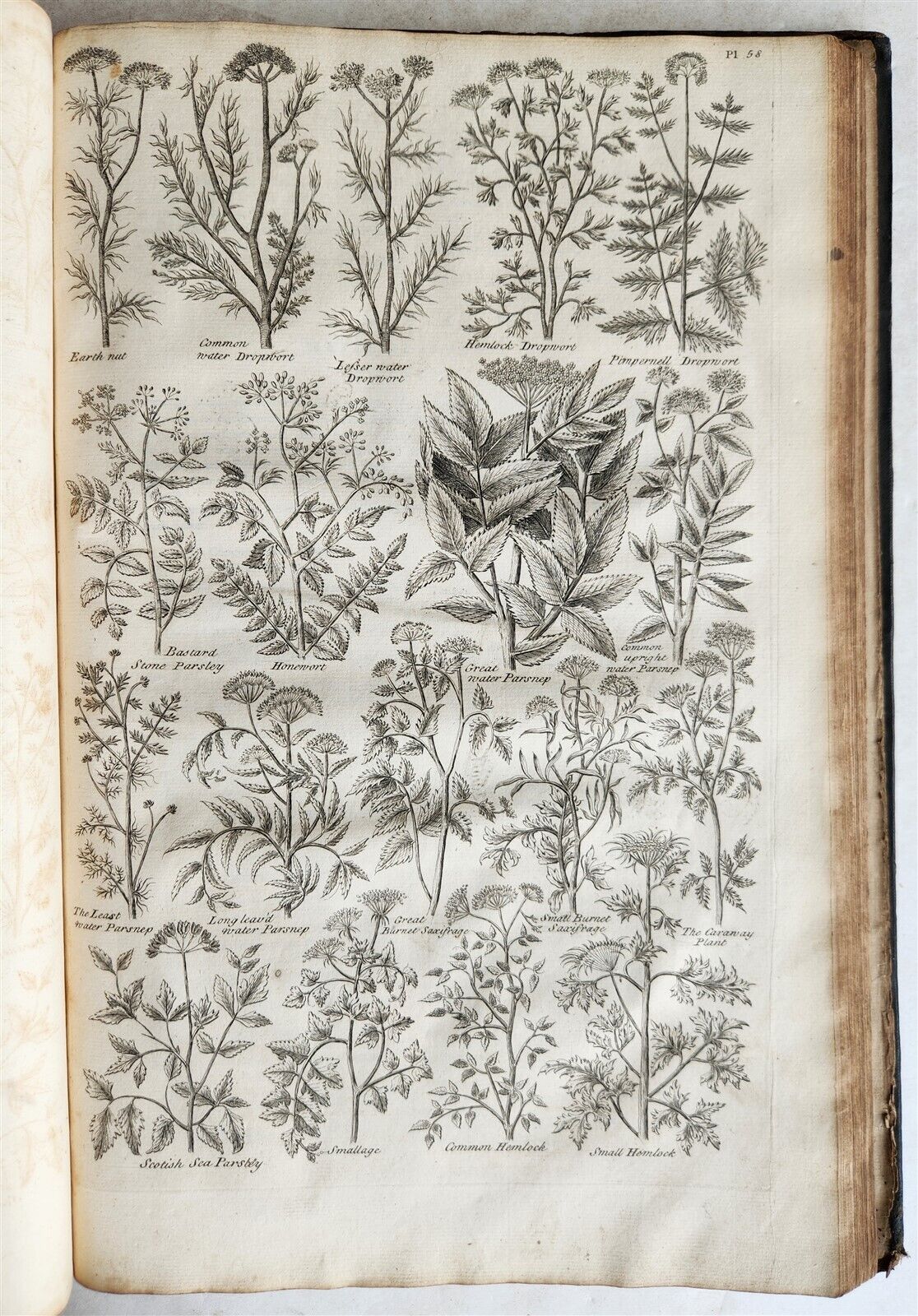 1756 BRITISH HERBAL J.HILL antique ILLUSTRATED FOLIO HISTORY OF PLANTS & TREES