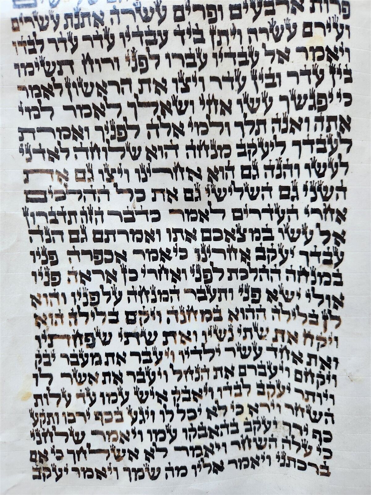 TORAH SCROLL FRAGMENT MANUSCRIPT on VELLUM antique BIBLE GENESIS 31:2-32:28