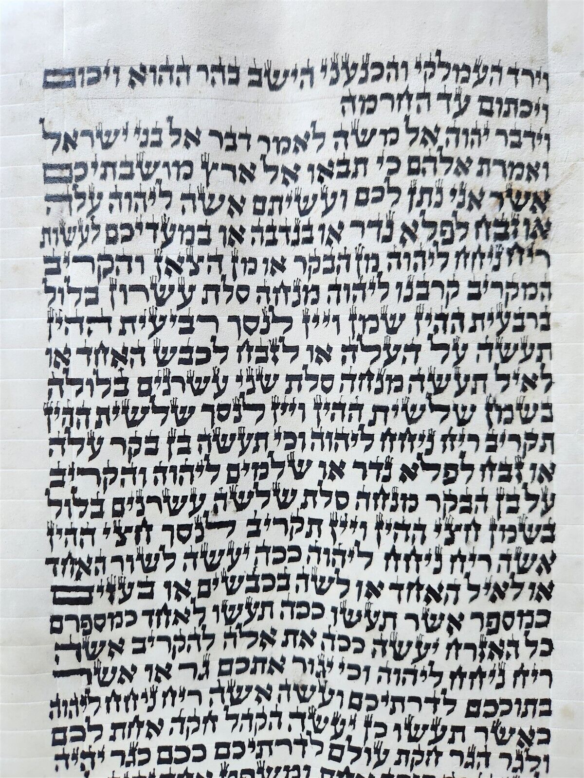 TORAH SCROLL FRAGMENT MANUSCRIPT on VELLUM antique BIBLE NUMBERS 14:45-16:25